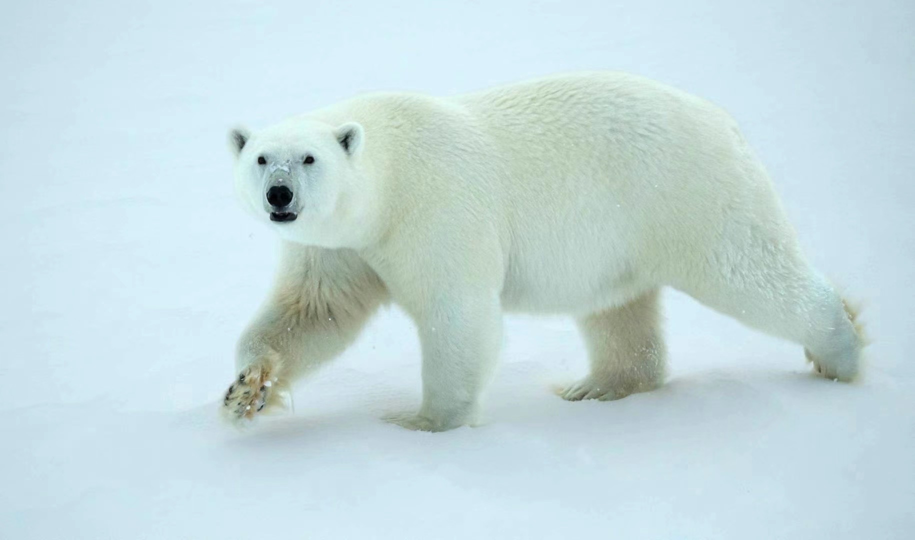 攻略丨北极旅行都能看到哪些动物？