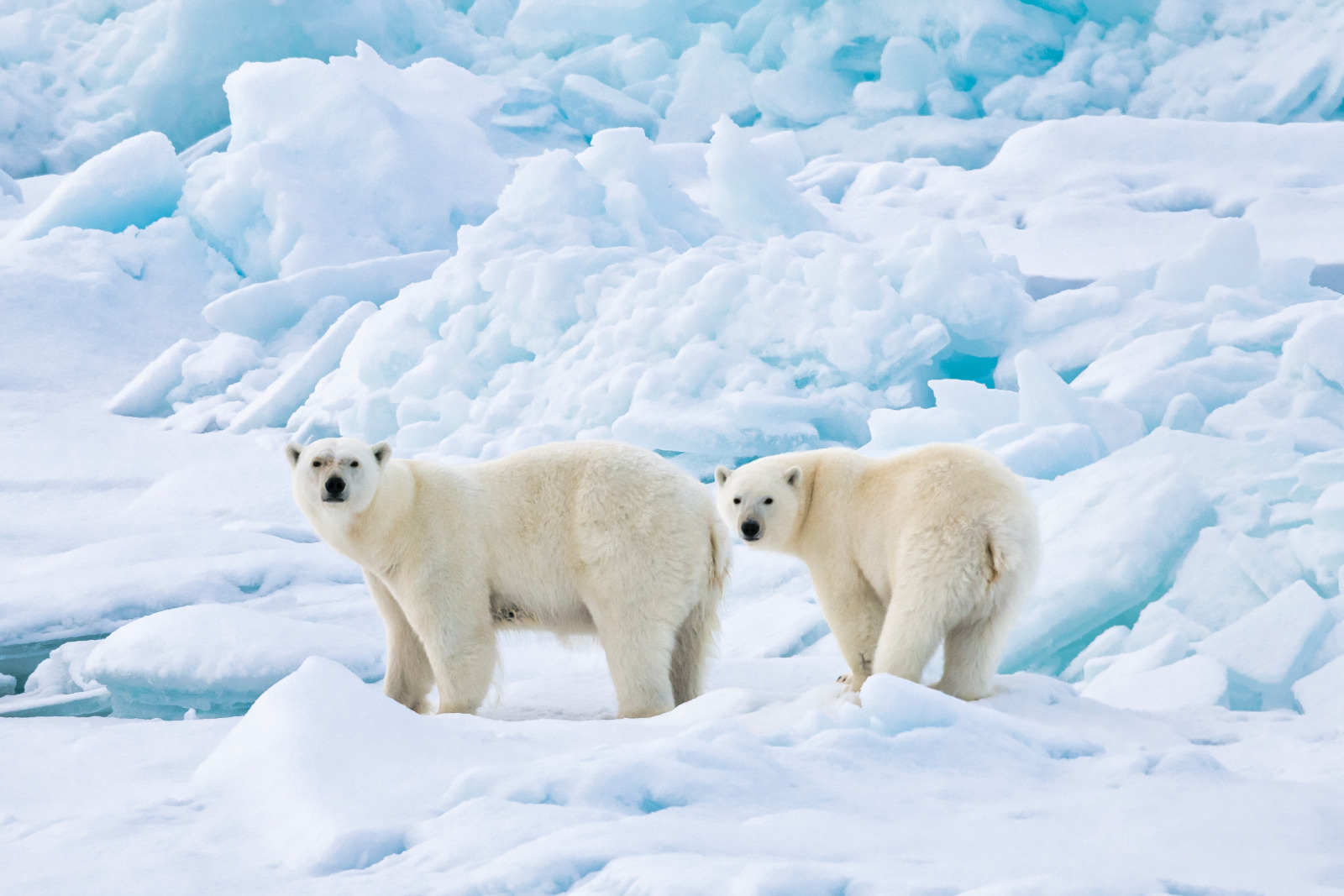 2024年北极旅行，该如何选择适合自己的线路？