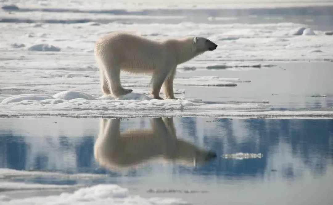 怎样可以做到与野生北极熊“面对面”？