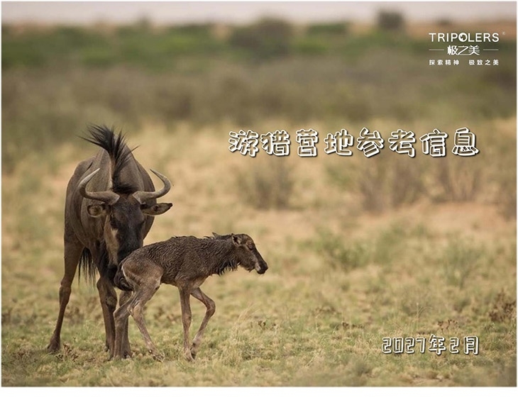 狂野坦桑 幼徙初跃(图1) 坦桑 营地长图_1.jpg
