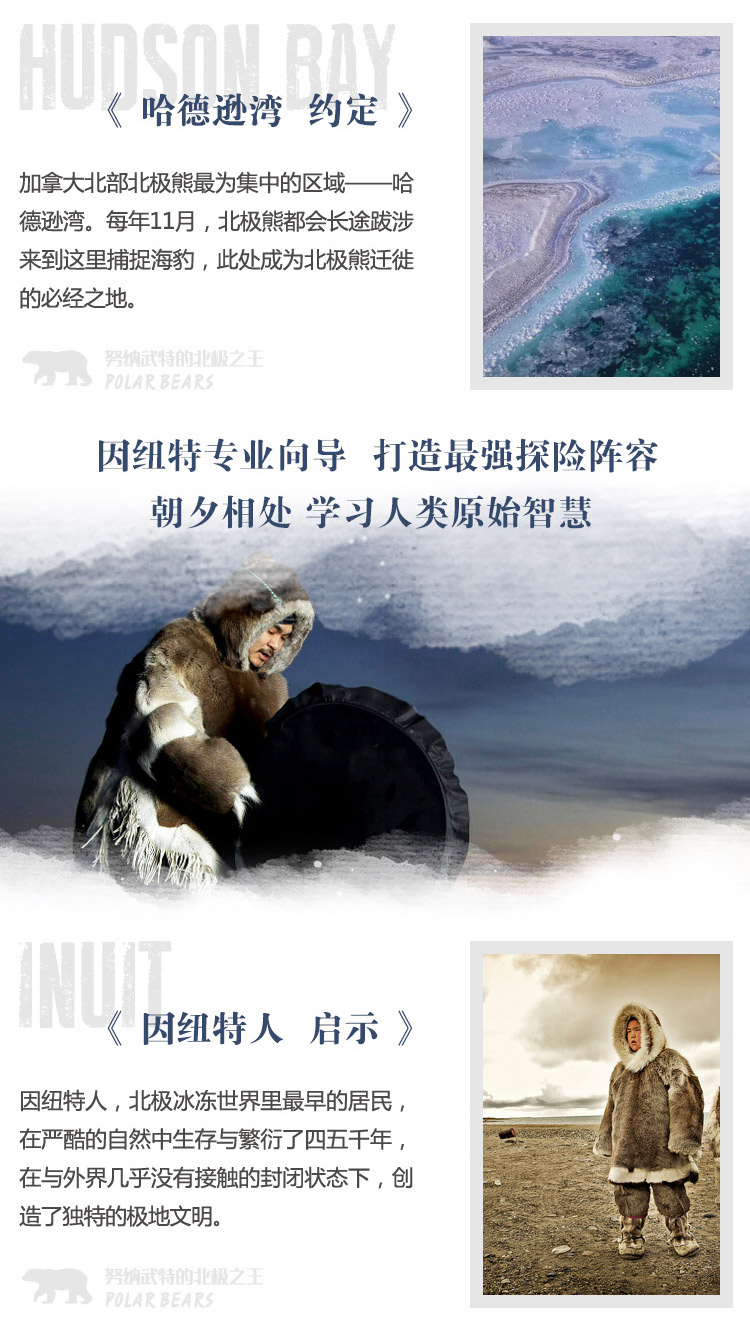 努纳武特的北极之王—寻找北极熊中的战斗熊(图5)
