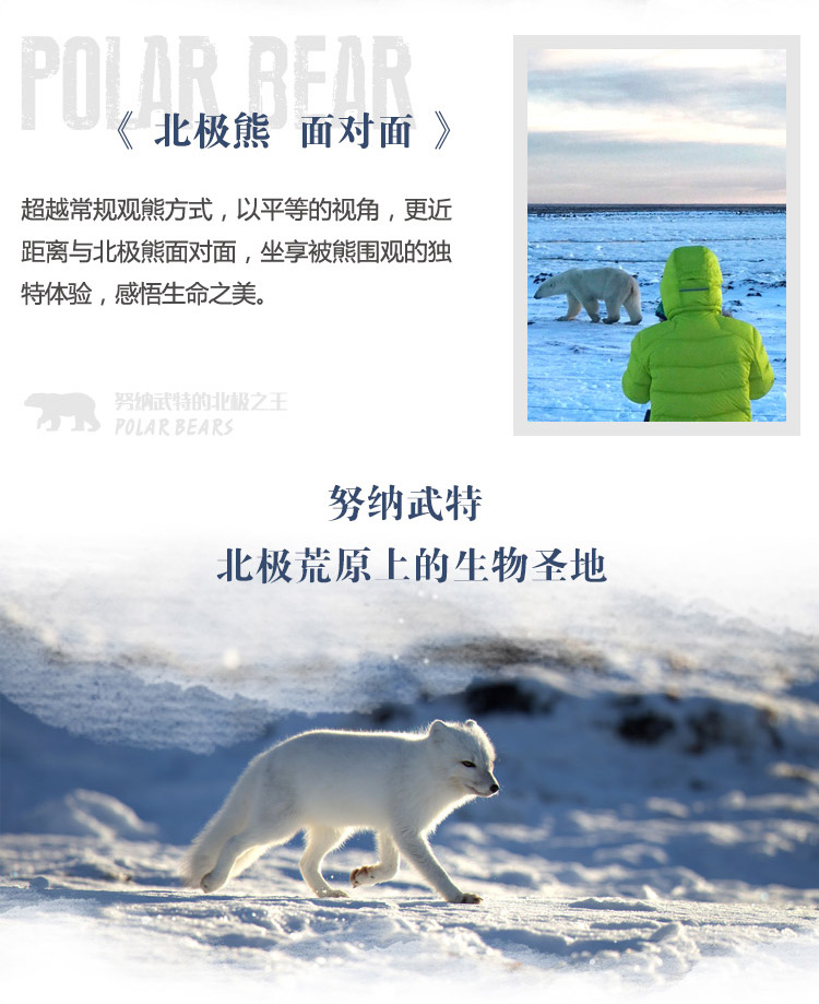 努纳武特的北极之王—寻找北极熊中的战斗熊(图3)