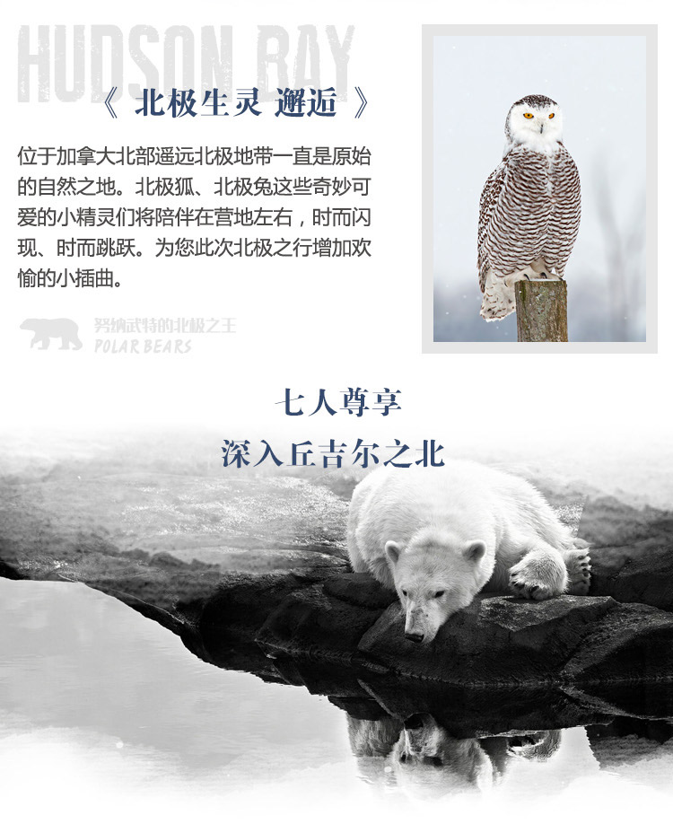 努纳武特的北极之王—寻找北极熊中的战斗熊(图4)