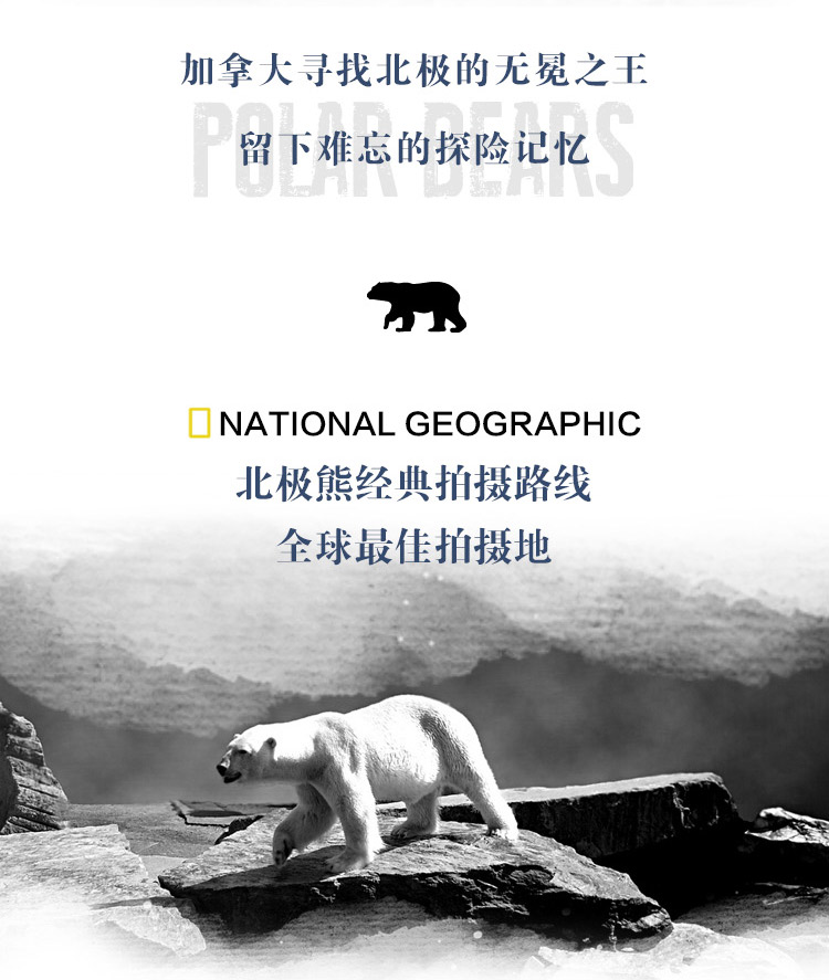 努纳武特的北极之王—寻找北极熊中的战斗熊(图2)