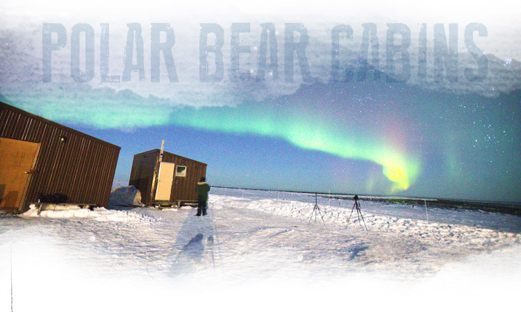 努纳武特的北极之王—寻找北极熊中的战斗熊(图2)