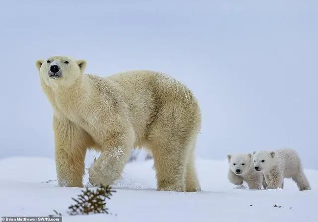 极地动物科普丨这个世界上有哪些动物可以萌到不真实？(图5)